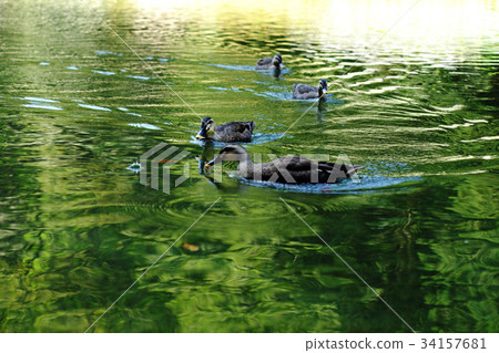 Early Autumn's Bojangkei Boat Trip and Suntetsu River's Duck Early Autumn's Bojangkei Boat Trip and Suntetsu River's Duck 34157681