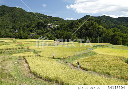 Terakasaka Tanada(Yokose Town) Terakasaka Tanada(Yokose Town) 34158604