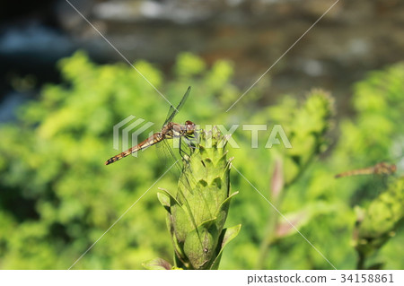 Dragonfly is taking a break Dragonfly is taking a break 34158861