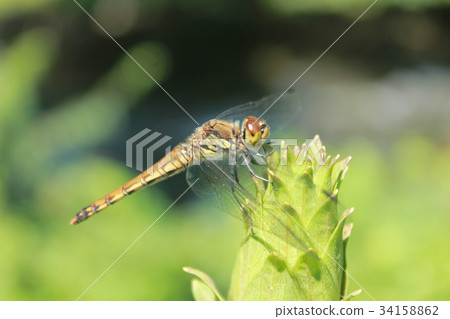 Dragonfly is taking a break Dragonfly is taking a break 34158862