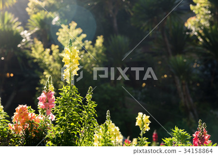Flower garden background. Flower garden background. 34158864