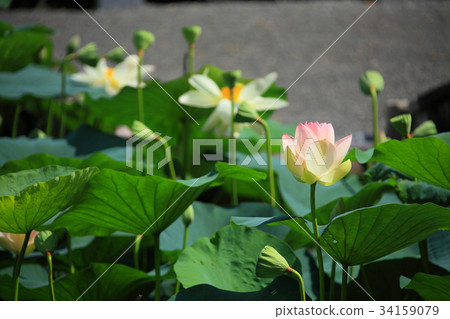 Tofukuji Shito池塘蓮花 Tofukuji Shito池塘蓮花 34159079