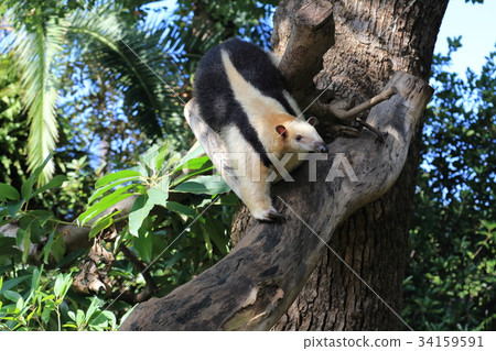 Minami core leak 34159591