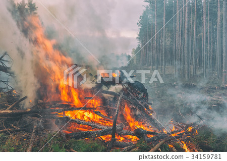 Fire in the Pine Forest 34159781