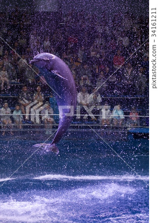 海豚表演 34161211