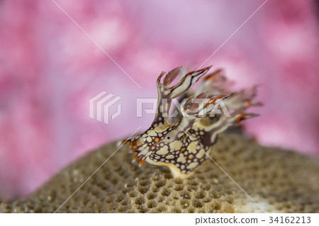 Bornella anguilla, Nudibranch, Sea Slug 34162213