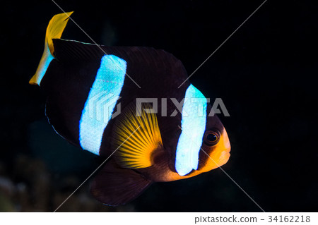Clark's Anemonefish (Amphiprion clarkii) Clark's Anemonefish (Amphiprion clarkii) 34162218