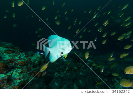 Teira Batfish (Platax teira) in the blue 34162242