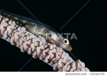 Whip Goby on Gorgonian Coral Whip Goby on Gorgonian Coral 34162270