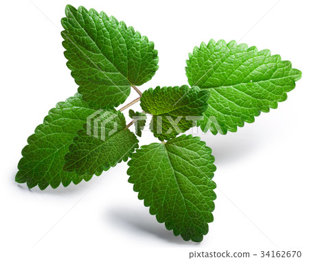 Mint balm Melissa officinalis, paths 34162670
