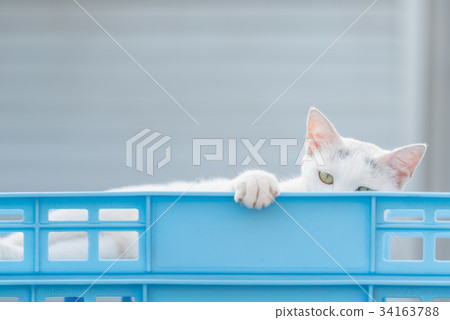 看著這隻白色的貓 34163788