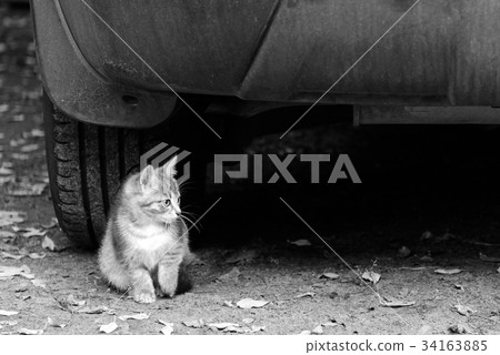 Small kitten sits under the car 34163885