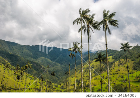 Wax palm trees of Cocora Valley, Colombia 34164003