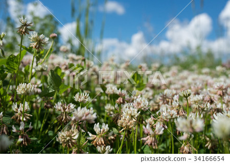 white clover wild meadow flowers in field over white clover wild meadow flowers in field over 34166654