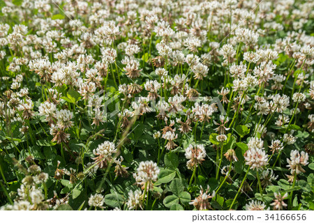 white clover wild meadow flowers in field. Nature white clover wild meadow flowers in field. Nature 34166656