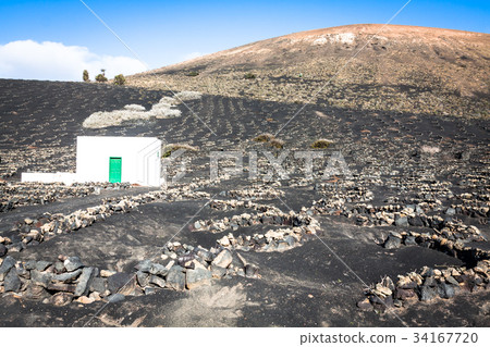 Vineyard on black volcanic soil in La Geria area.  34167720