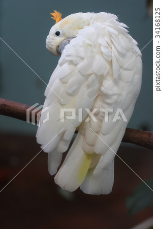 Japanese persimmon 34168125