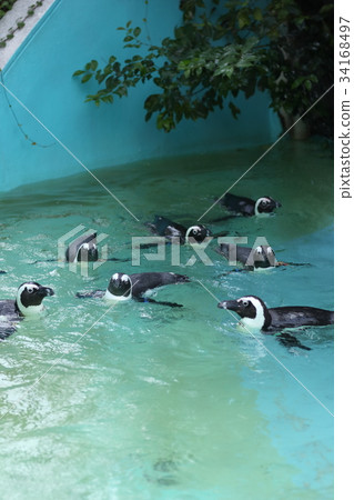 Cape Penguin Cape Penguin 34168497