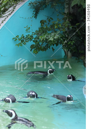 Cape Penguin Cape Penguin 34168498