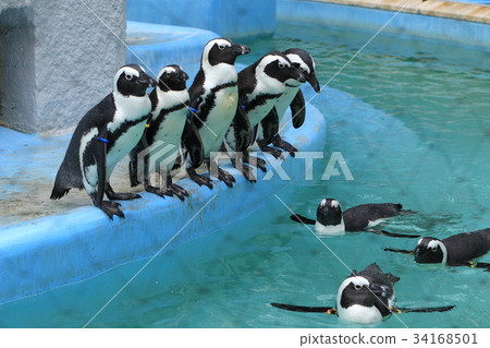 Cape Penguin Cape Penguin 34168501