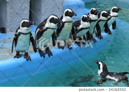 Cape Penguin Cape Penguin 34168502
