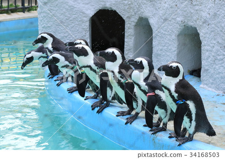 Cape Penguin Cape Penguin 34168503