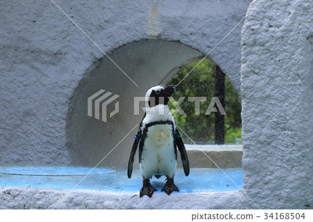 Cape Penguin Cape Penguin 34168504