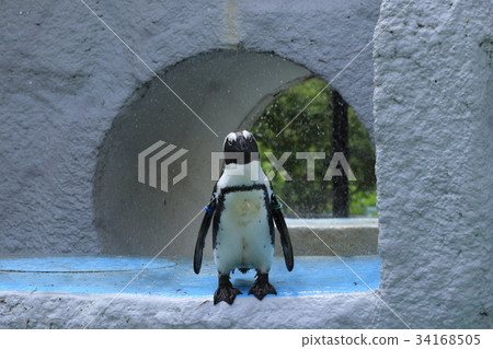 Cape Penguin Cape Penguin 34168505