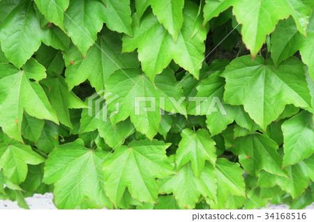 牆壁表面綠化由常春藤植物 牆壁表面綠化由常春藤植物 34168516