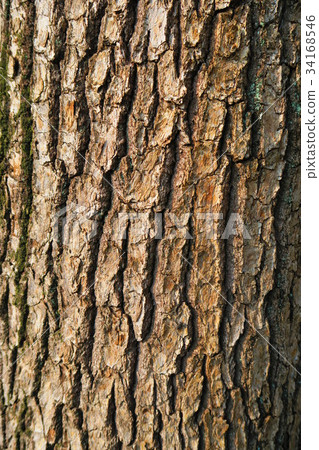 Close up of tree trunk 34168546