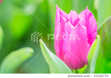 鬱金香盛開 34168754