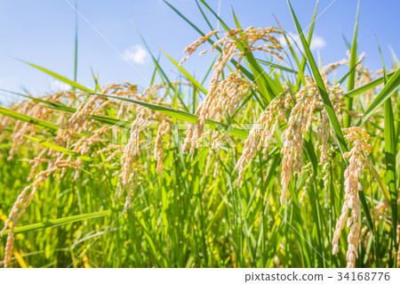 水稻品種豐收 34168776