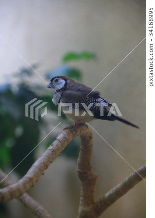 Canoco sparrow 34168995