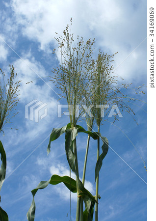 Boiled broom and ball ball Boiled broom and ball ball 34169069