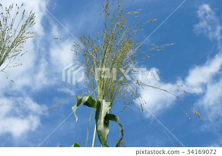 Boiled broom and ball ball 34169072