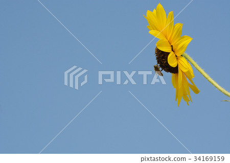 Bee collecting pollen from sunflower  34169159