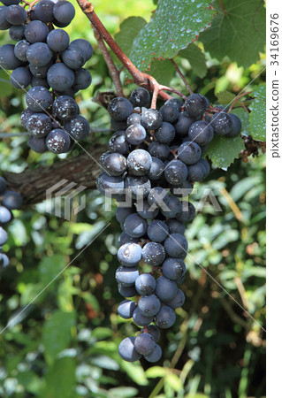 Wine grapes Muscat Belie A 34169676