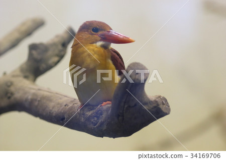 Ruddy Kingfisher Fire Bird 34169706
