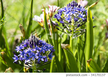 Schiller Perubiana之花 Schiller Perubiana之花 34170137