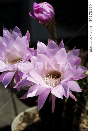 Pink cactus flower 34170139