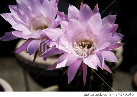 Cactus flower 34170140