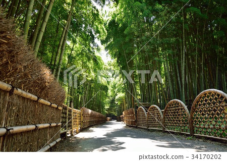 竹子直徑Takebayashi Mokaichi 34170202