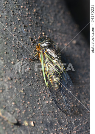 Cicada 34170222