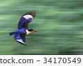藍翡翠 34170549