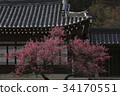 Hungmyeonghwa，Haejungsa寺廟，Asan市，忠南 34170551