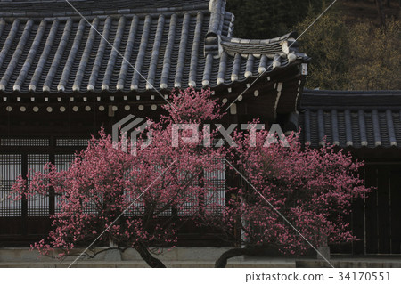 Hwangmyeonghwa, Haejungsa temple, Asan city, Chungnam 34170551