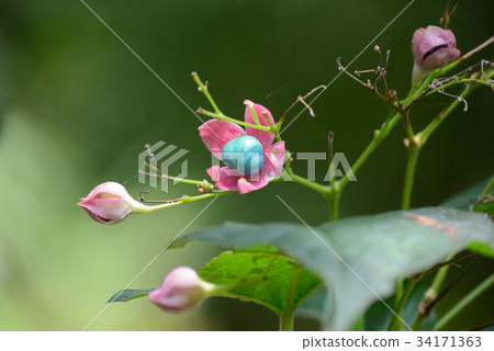 Rabbit fruit Rabbit fruit 34171363