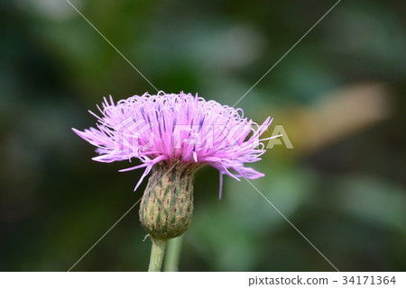 Tamurasou Tamurasou 34171364