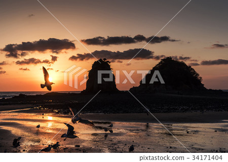Seagull, Flower, Anmyeondo, Taean Coast National Park, Taean-gun, Chungnam 34171404