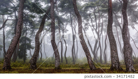 Pine, Gyeongju Baedong, Samryung (Historic Site No. 219), Gyeongju, Gyeongbuk Pine, Gyeongju Baedong, Samryung (Historic Site No. 219), Gyeongju, Gyeongbuk 34171482